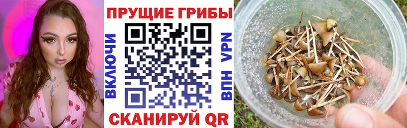 Псилоцибиновые грибы Psilocybine cubensis  Магас 